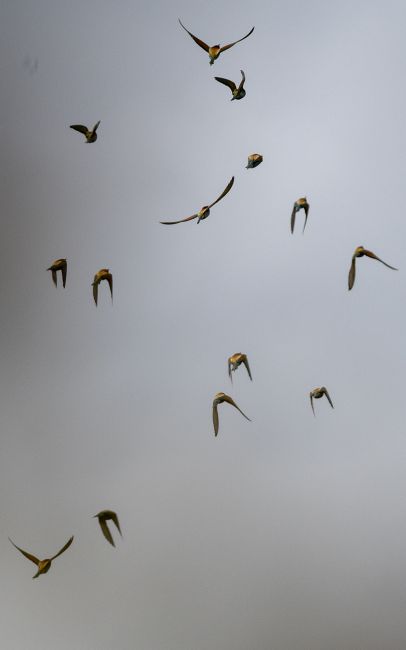 ciel gris....oiseaux colorés!....