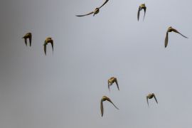ciel gris....oiseaux colorés!....