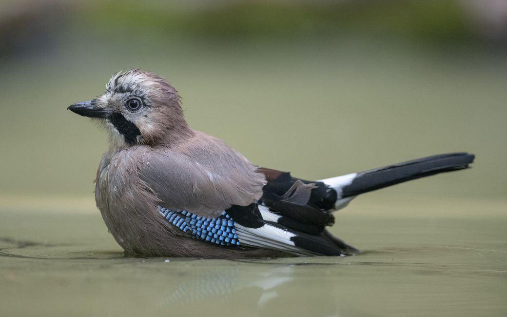 non, une algue sur l'eau !!.....