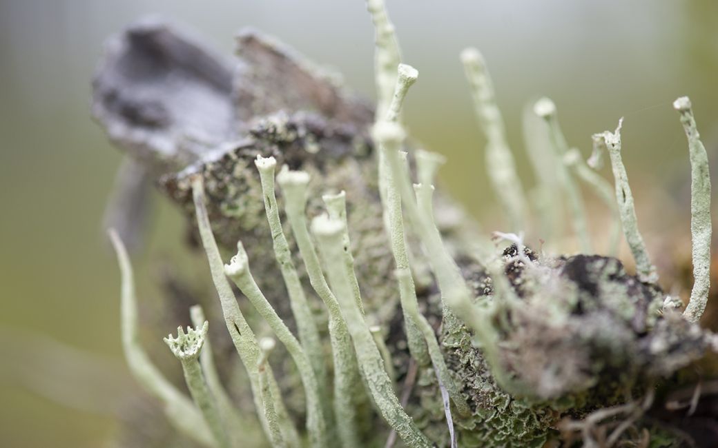 autre forme de lichen....
