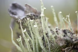 autre forme de lichen....
