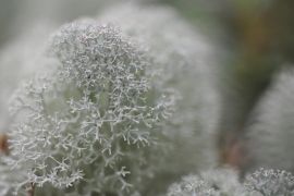 lichen en bordure tourbière...