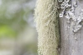 lichen toujours...