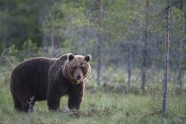 oh le beau nounours....