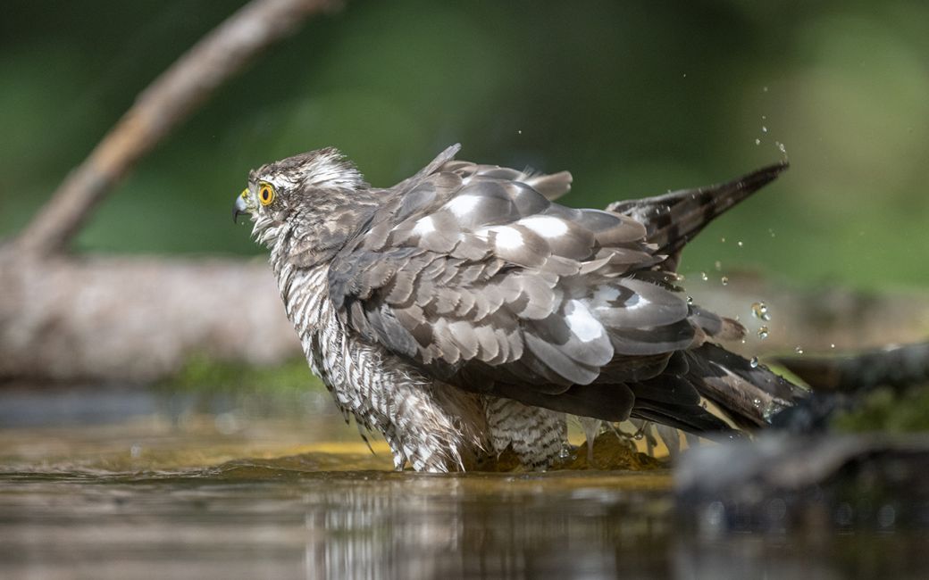 autour au bain...