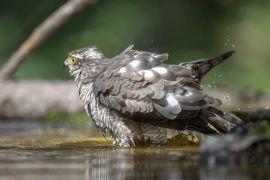 autour au bain...