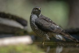 Chasseur dans l'âme...