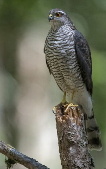 Regard perçant...