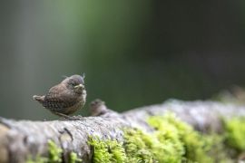 jeune troglodyte, le duvet en témoigne..