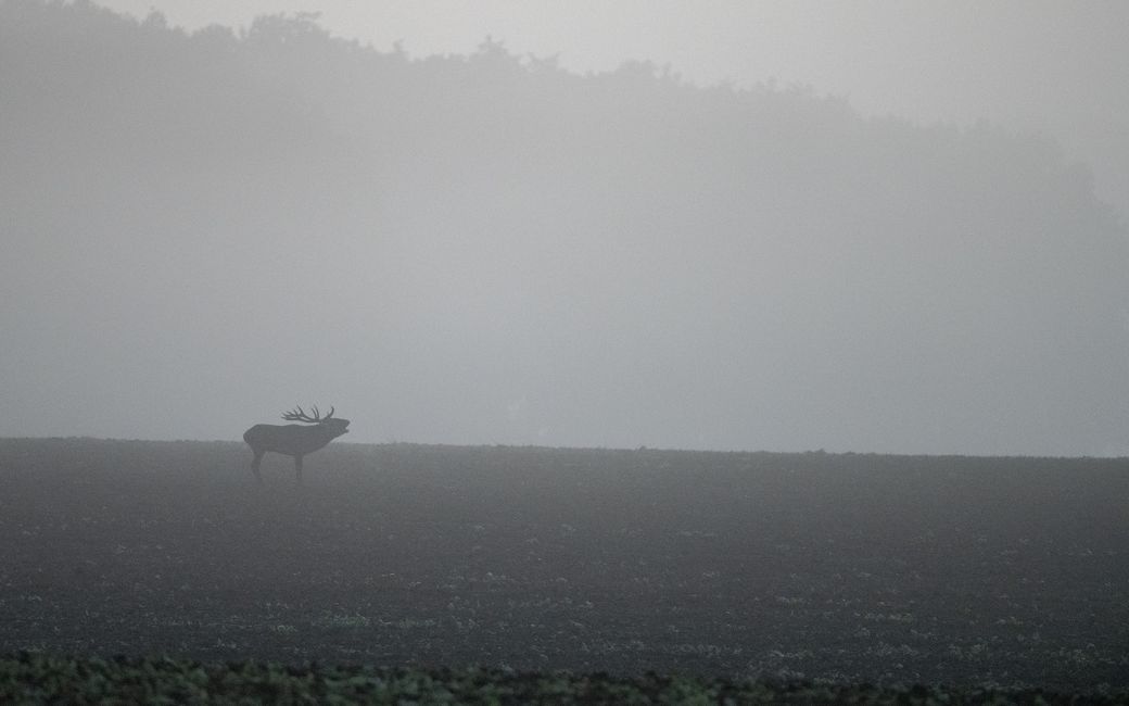 brame et brume...